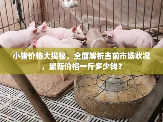 小猪价格大揭秘，全面解析当前市场状况，最新价格一斤多少钱？