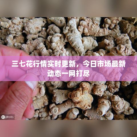 三七花行情实时更新，今日市场最新动态一网打尽