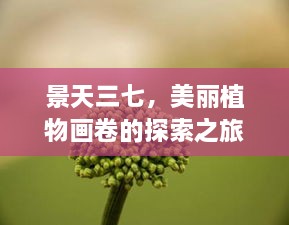 景天三七，美丽植物画卷的探索之旅