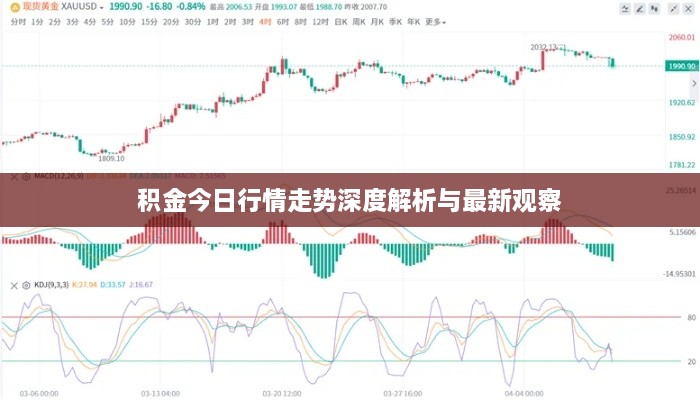 积金今日行情走势深度解析与最新观察