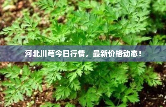 河北川芎今日行情，最新价格动态！