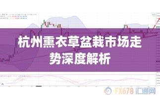 杭州熏衣草盆栽市场走势深度解析