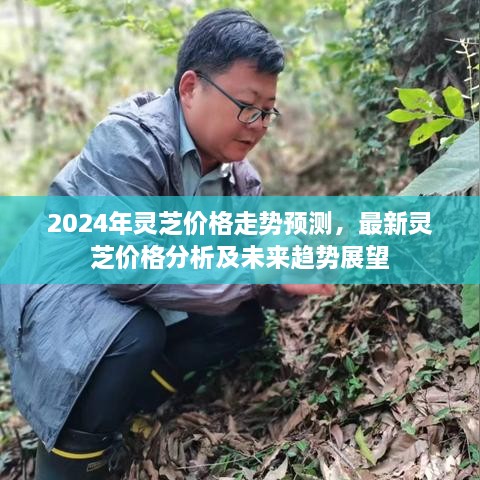 2025年灵芝价格走势预测，最新灵芝价格分析及未来趋势展望
