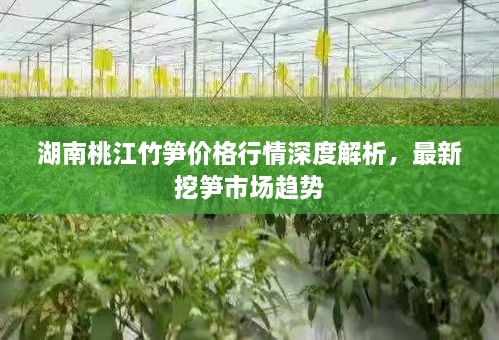 湖南桃江竹笋价格行情深度解析，最新挖笋市场趋势