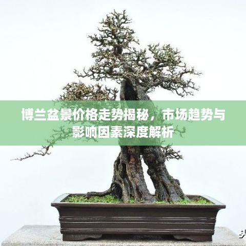 博兰盆景价格走势揭秘，市场趋势与影响因素深度解析