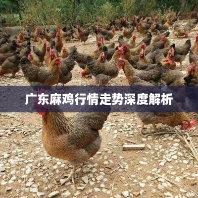 广东麻鸡行情走势深度解析