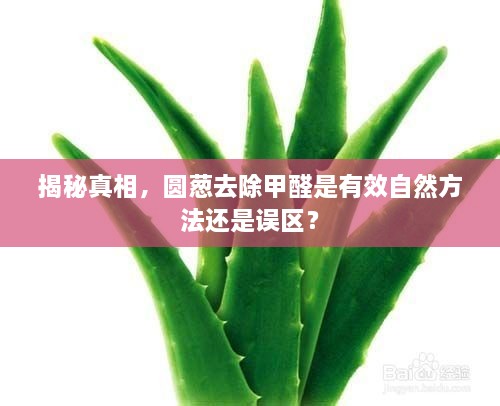 揭秘真相，圆葱去除甲醛是有效自然方法还是误区？