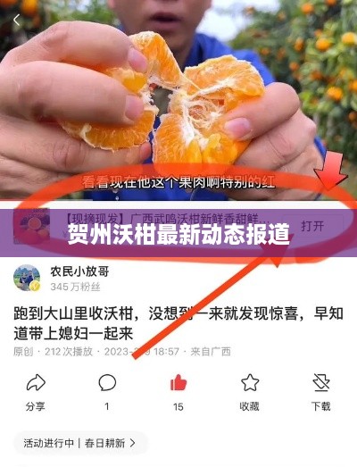 贺州沃柑最新动态报道