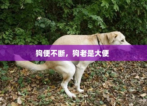 狗便不断，狗老是大便 