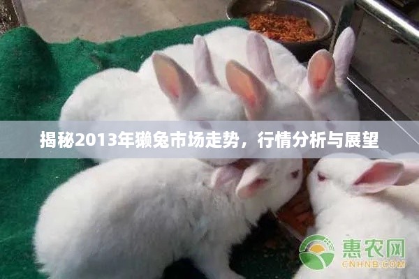 揭秘2013年獭兔市场走势，行情分析与展望