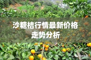 沙糖桔行情最新价格走势分析