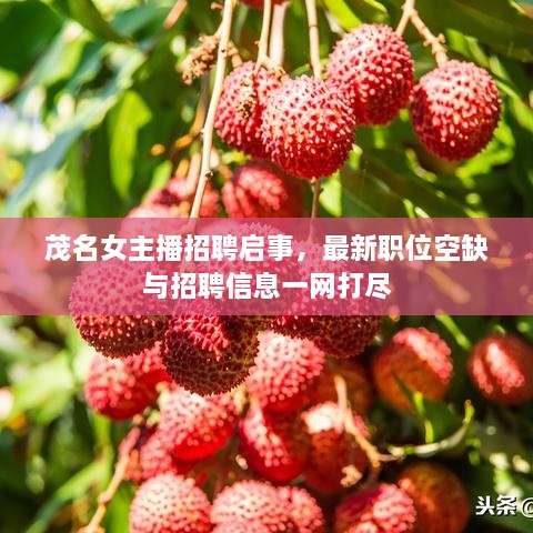 茂名女主播招聘启事，最新职位空缺与招聘信息一网打尽